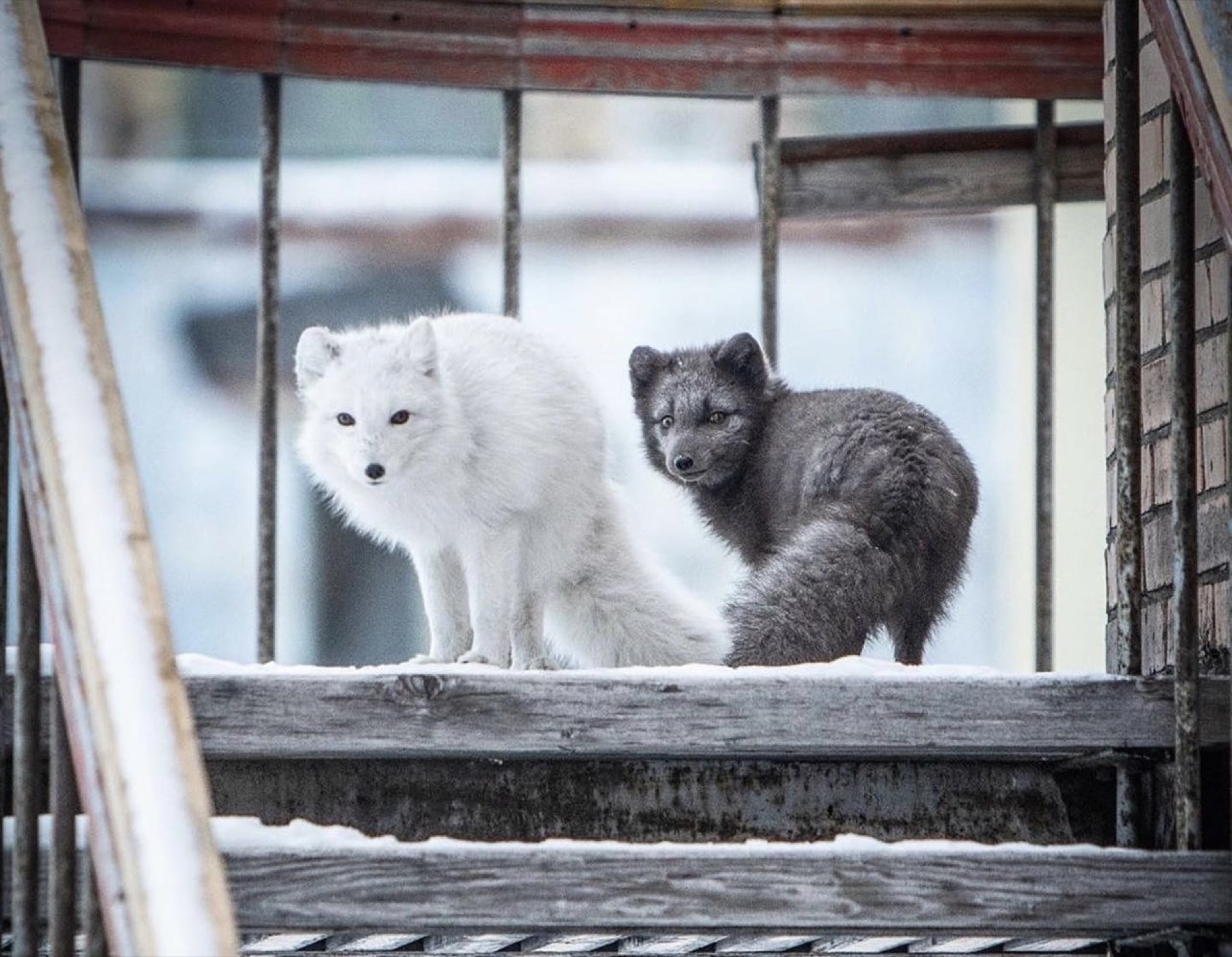 Arctic fox in its winter coat, Svalbard