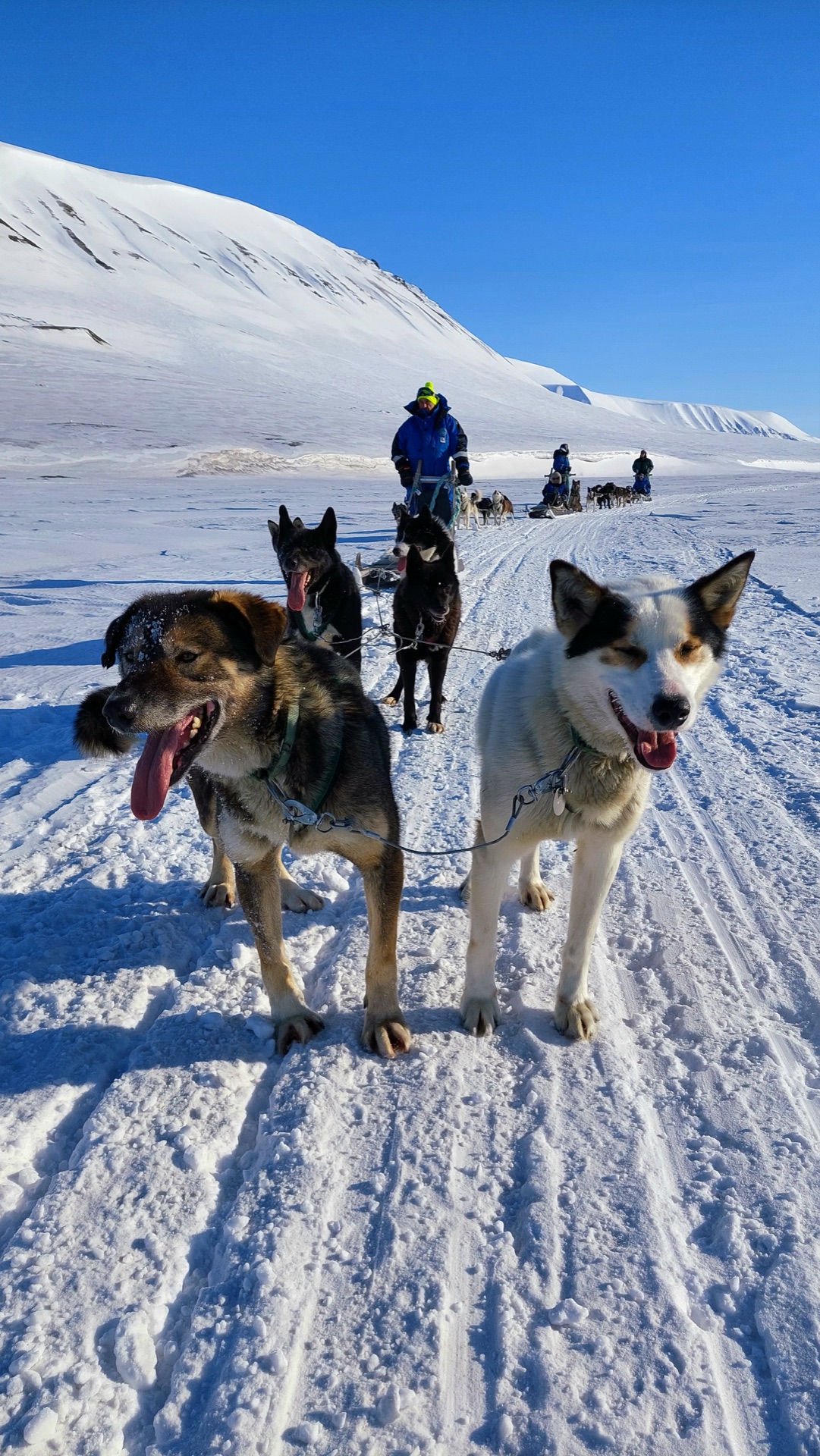 Dog sledding team on the snow near Longyearbyen, Svalbard