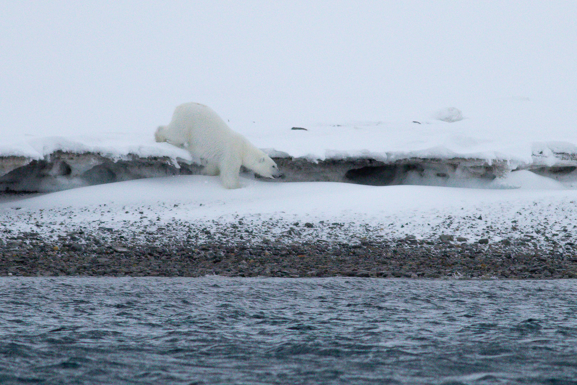 Polar bear on the edge of the sea ice, Svalbard