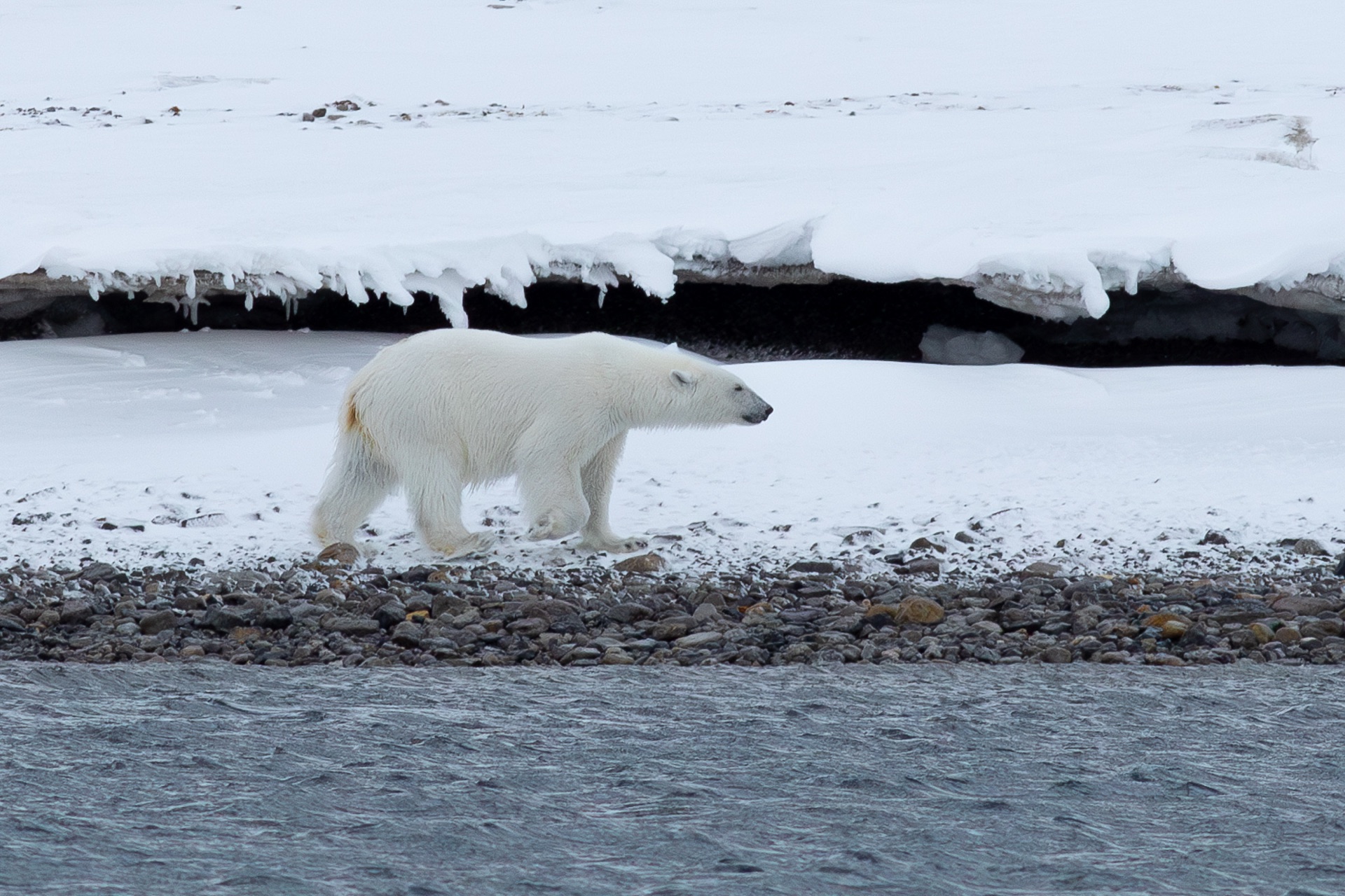 Polar bear walking along a snowy shoreline in Svalbard