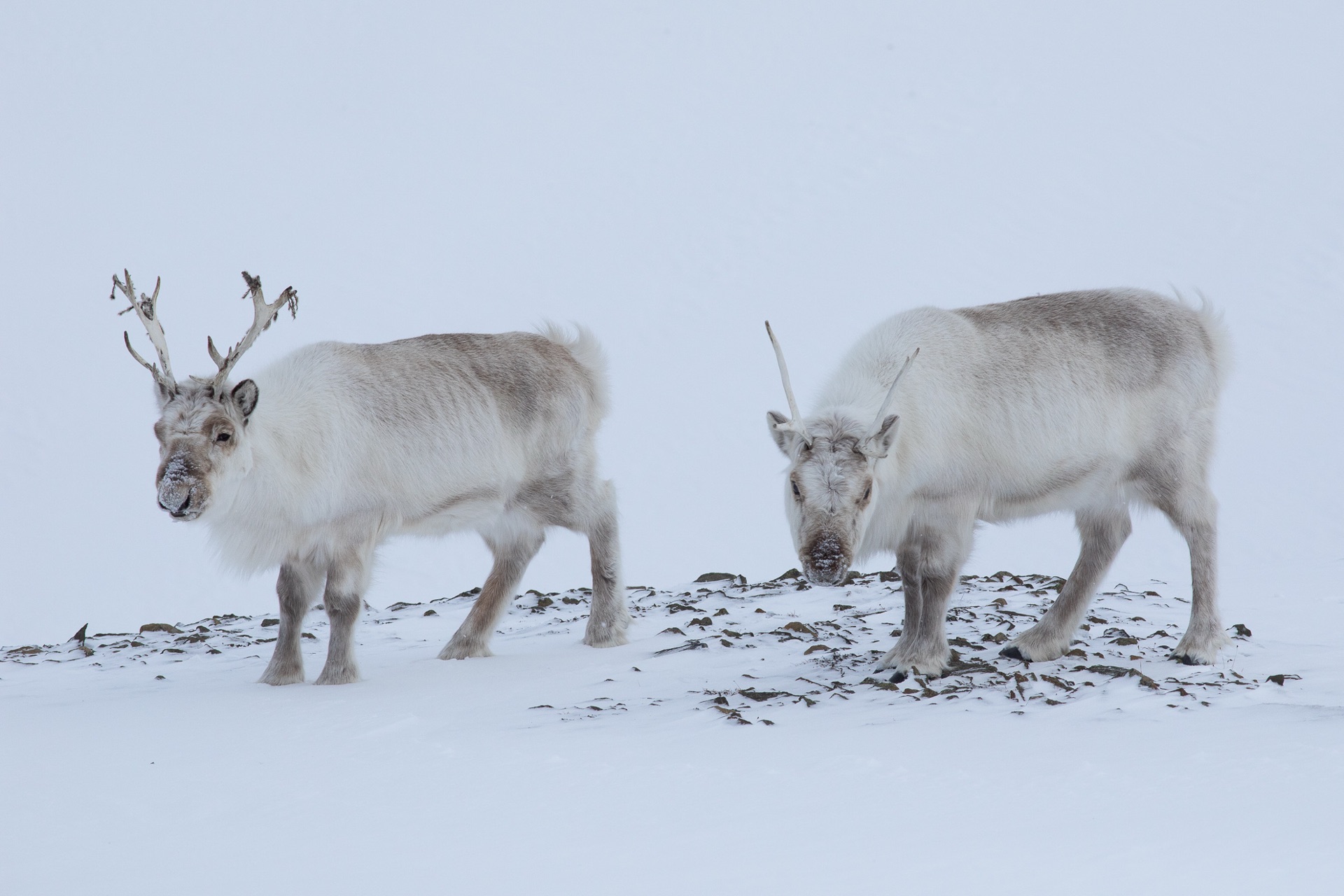Two Svalbard reindeer standing in the snow
