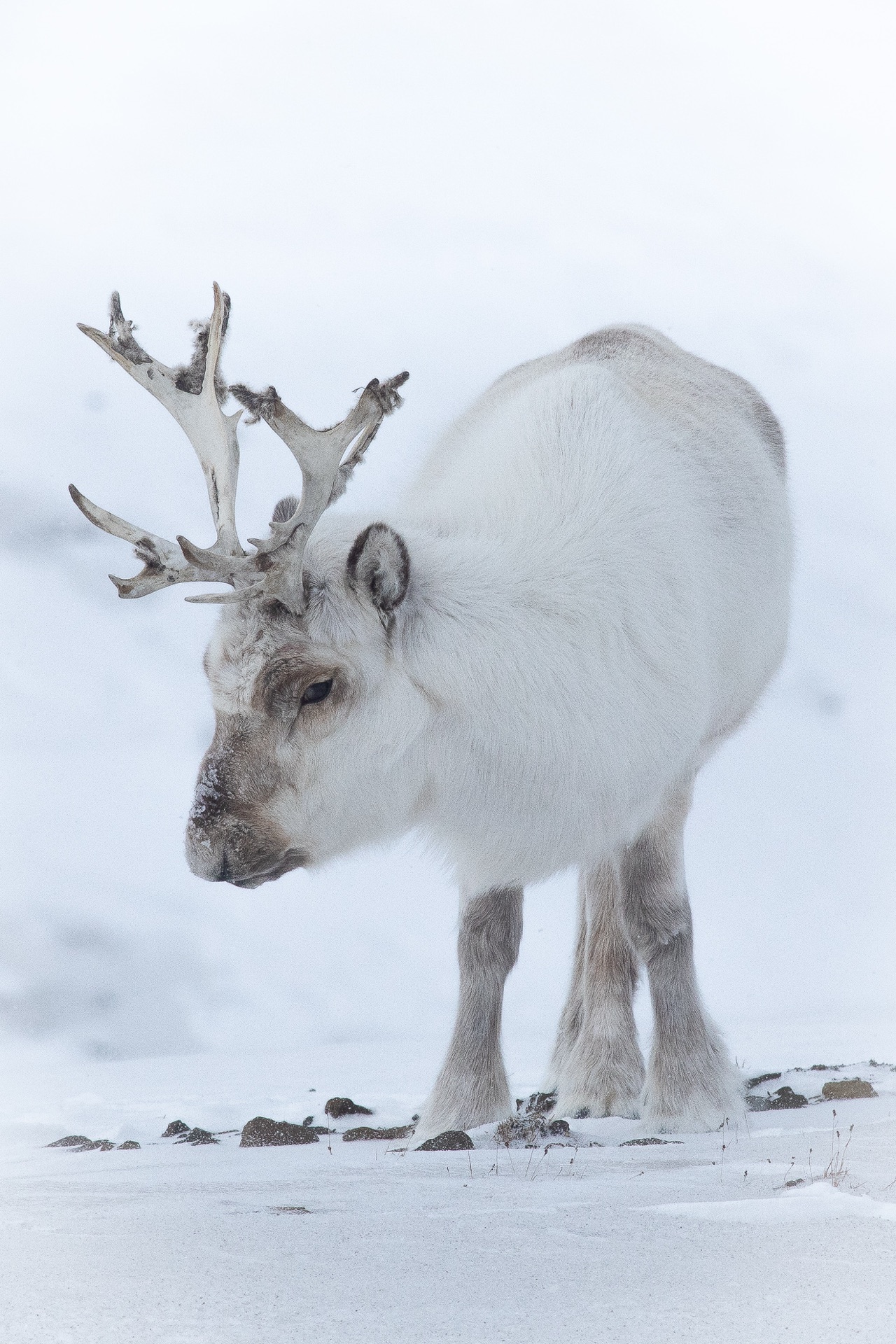 Svalbard reindeer in its winter coat