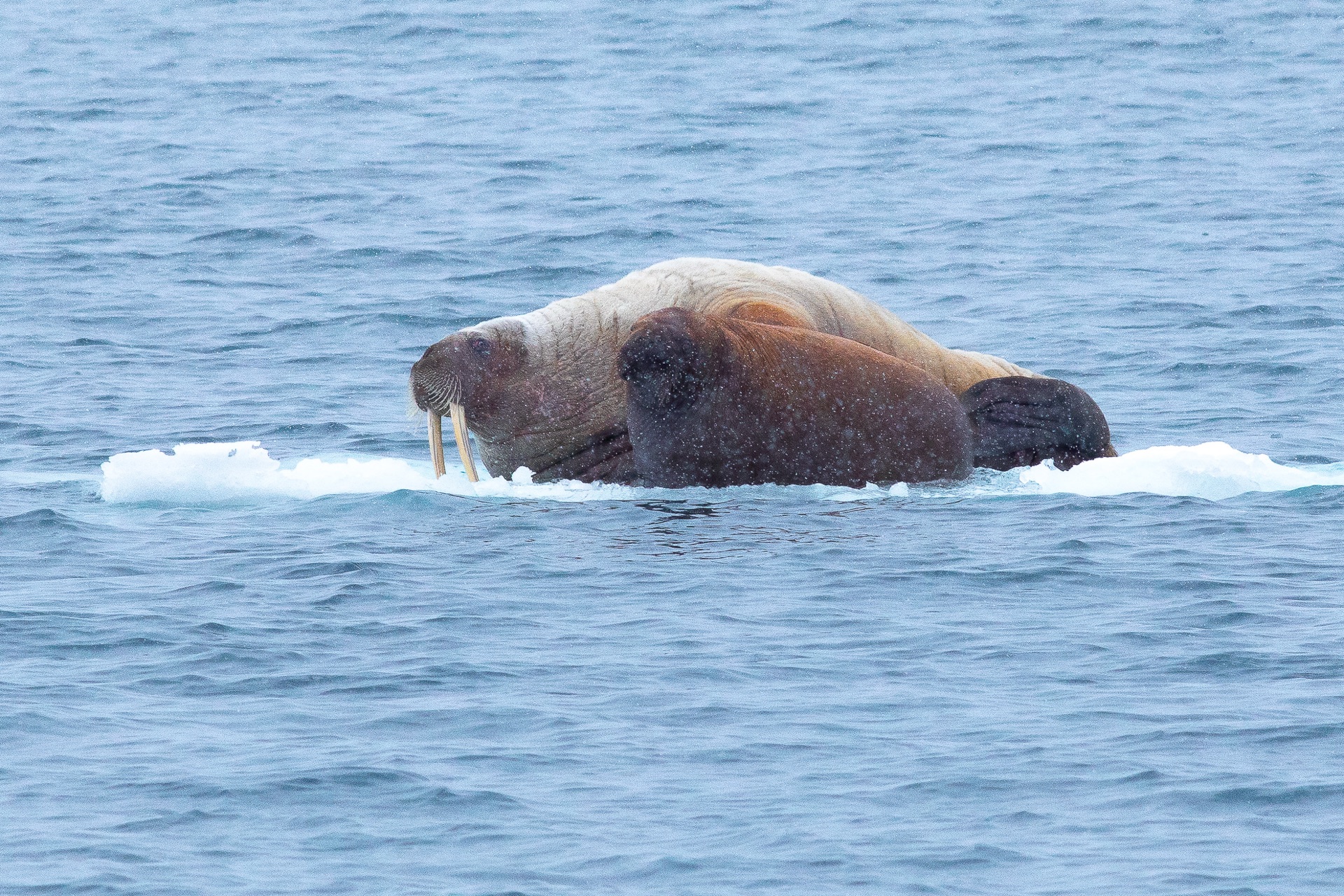 Walrus resting on a small ice floe in Svalbard waters