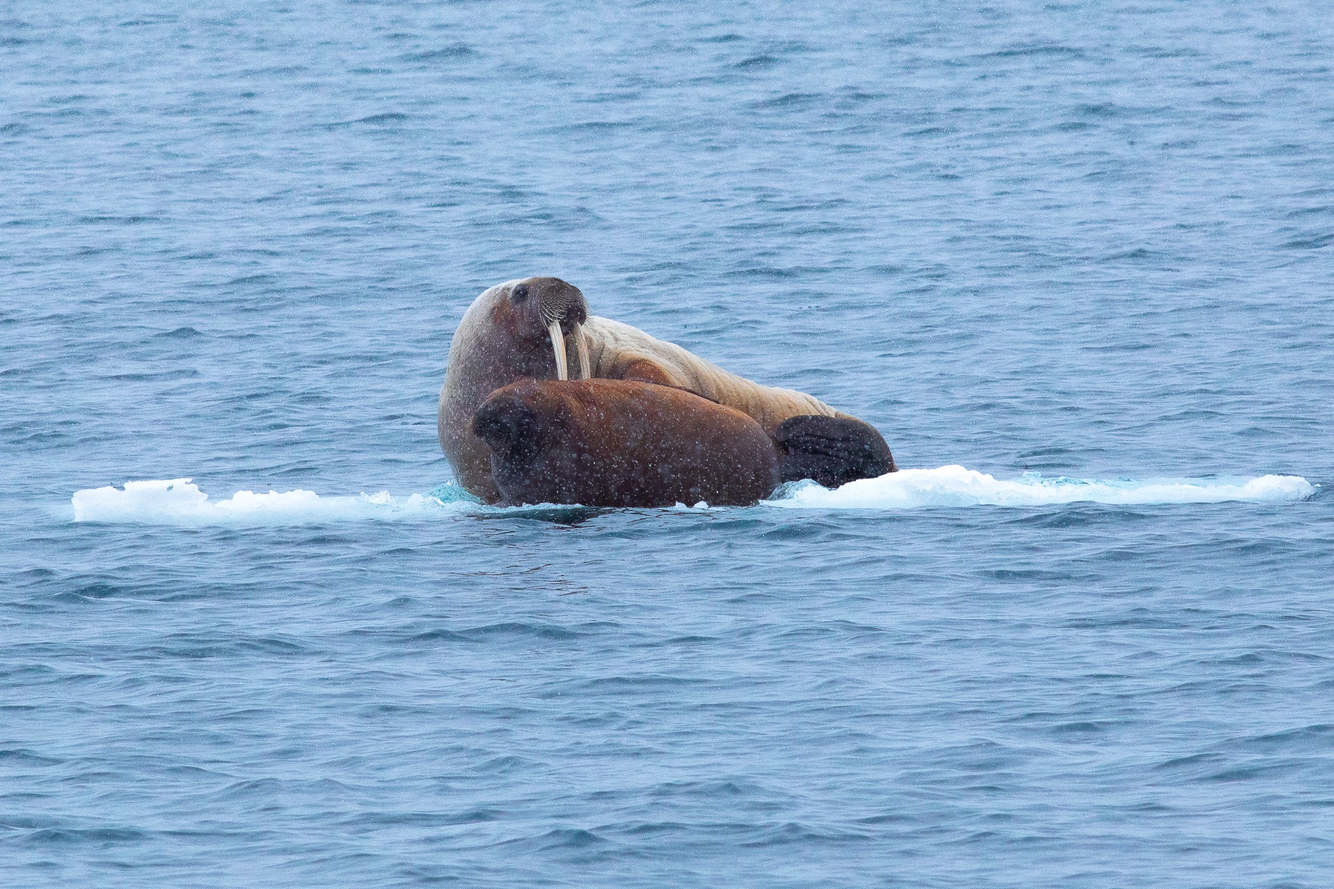 Walrus at the edge of an ice floe in Svalbard waters